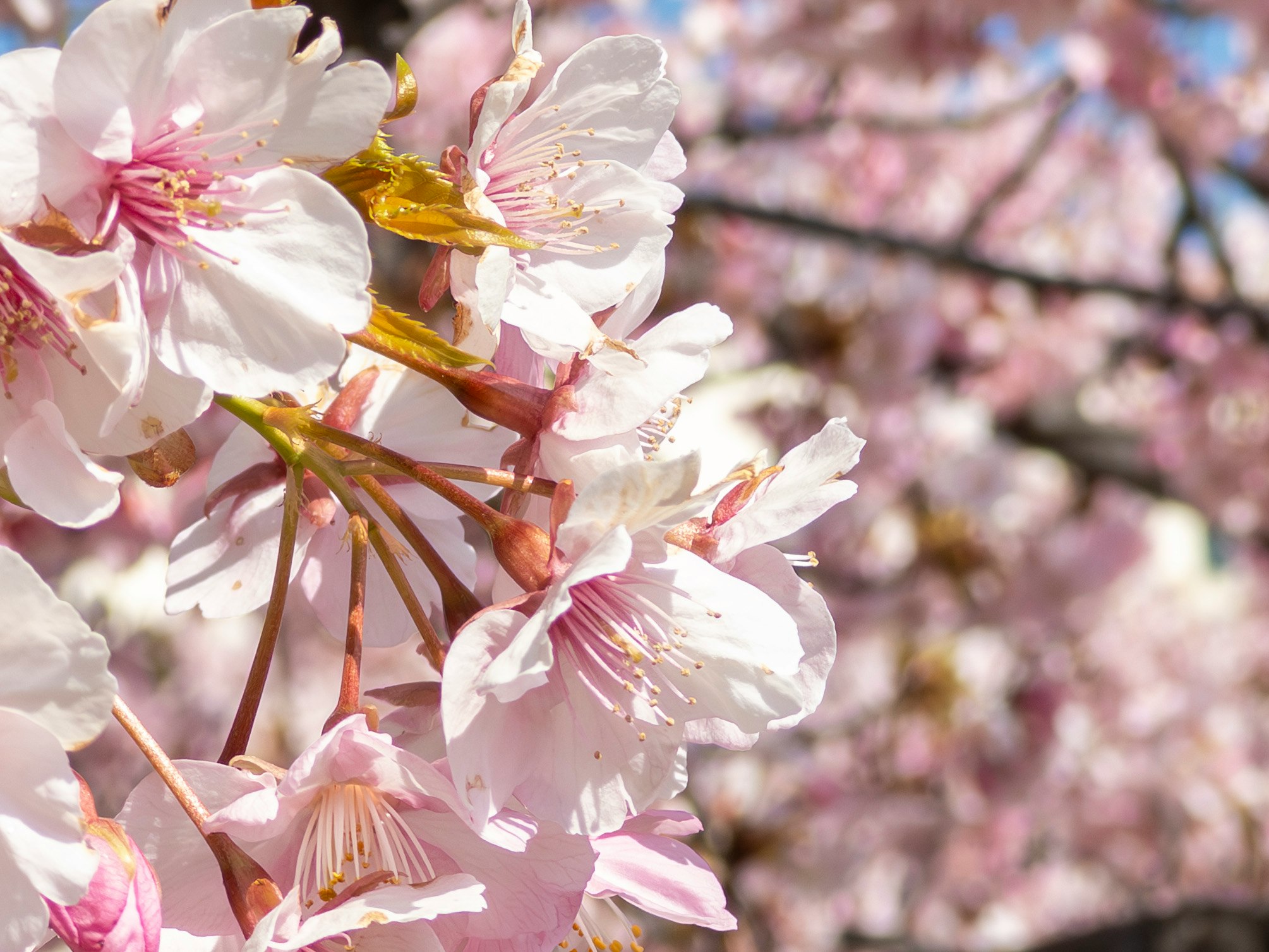 満開の桜の花びらが舞う桜並木の花景色