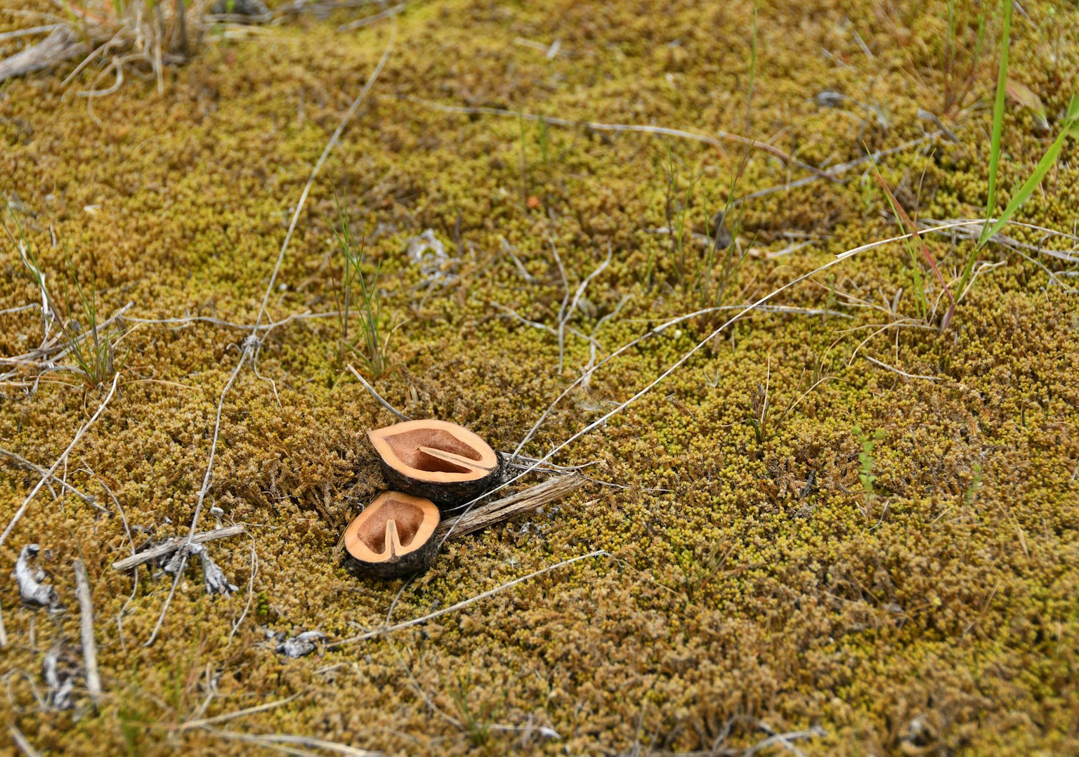 Due funghi simili a funghi che crescono sul terreno