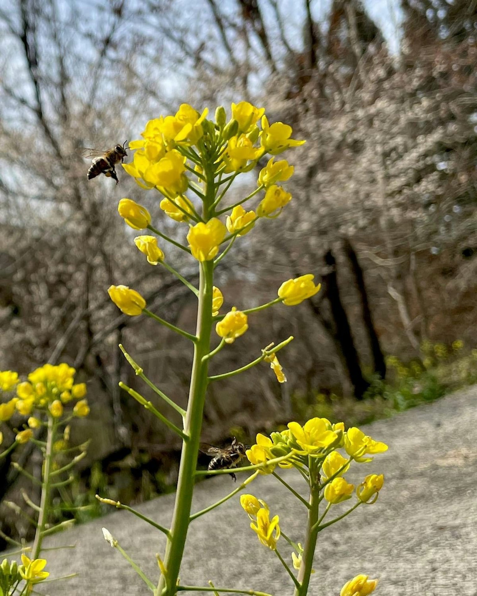 Plant with yellow flowers and cherry blossom trees in the background