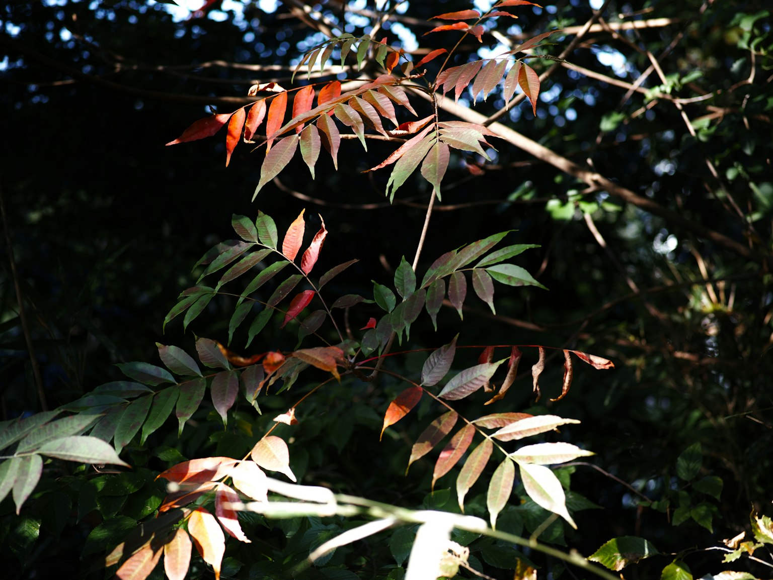 A branch with green and reddish leaves illuminated by sunlight
