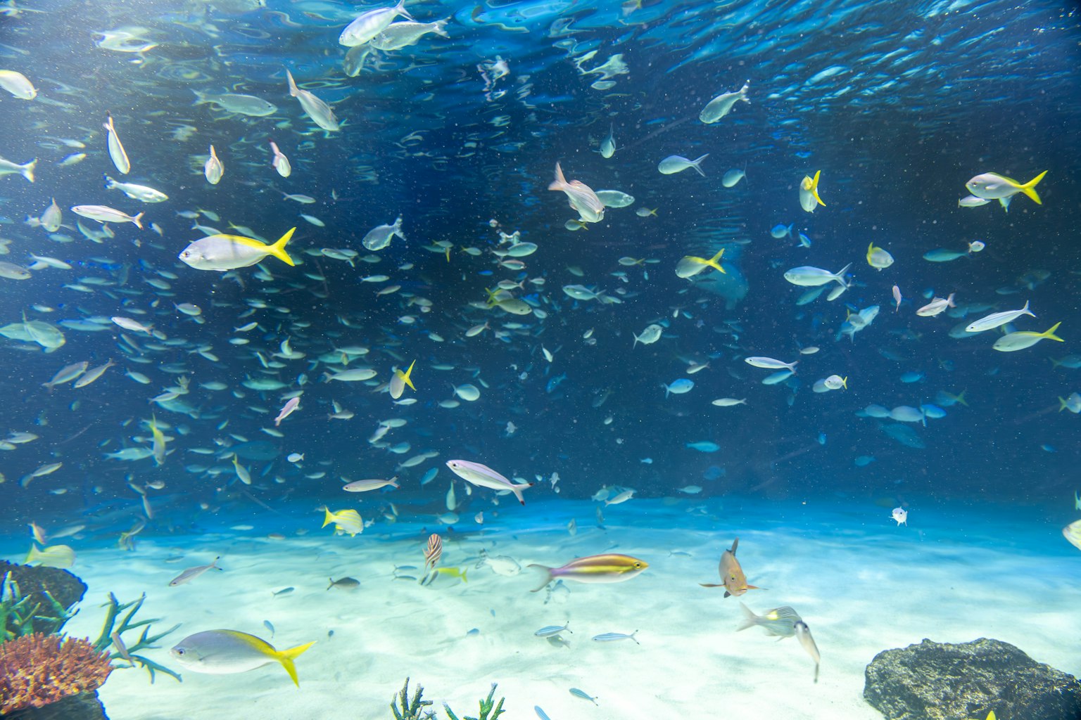 Ein vielfältiger Schwarm von Fischen schwimmt in blauem Wasser über einem sandigen Boden