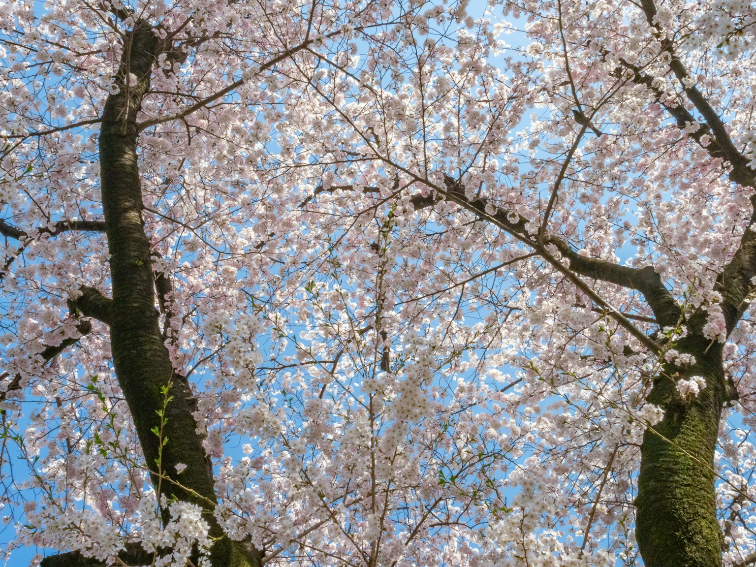 Branches de cerisier avec des fleurs roses sous un ciel bleu