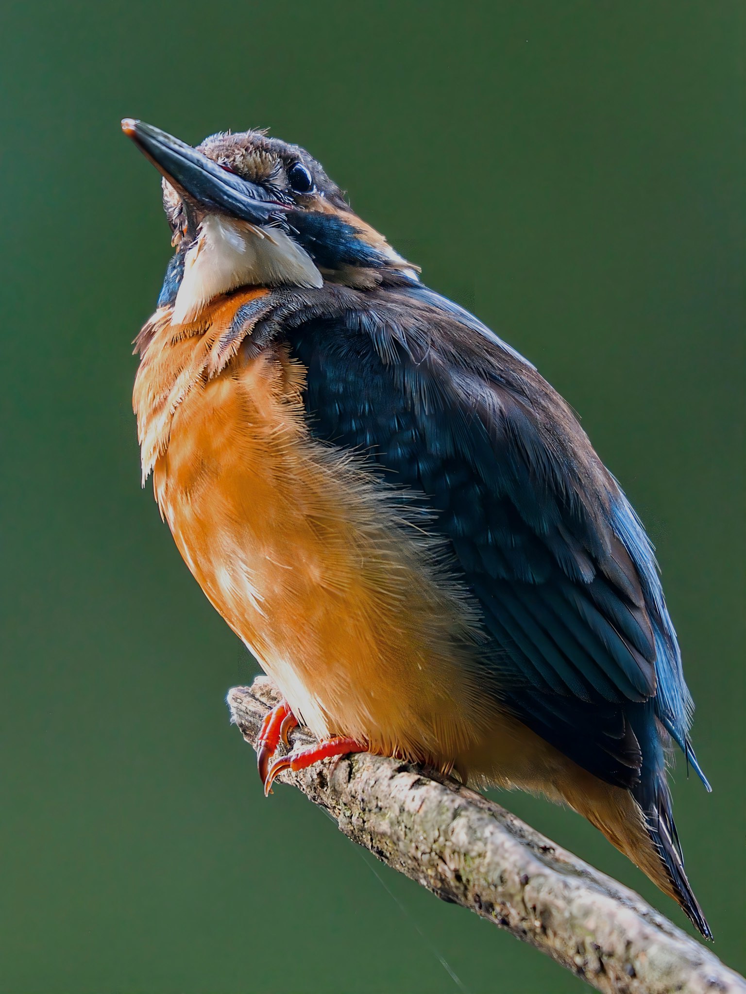 青い羽とオレンジ色の胸を持つ鳥が枝に止まっている