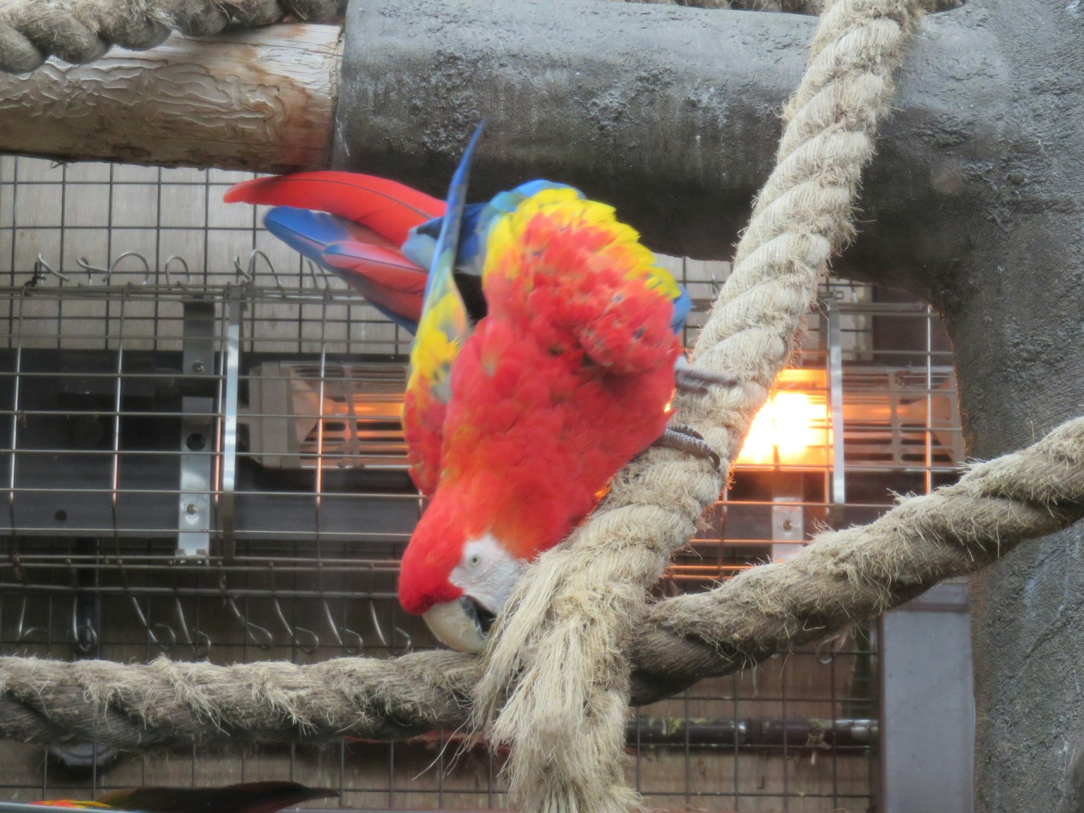 Colorful parrot perched on a rope