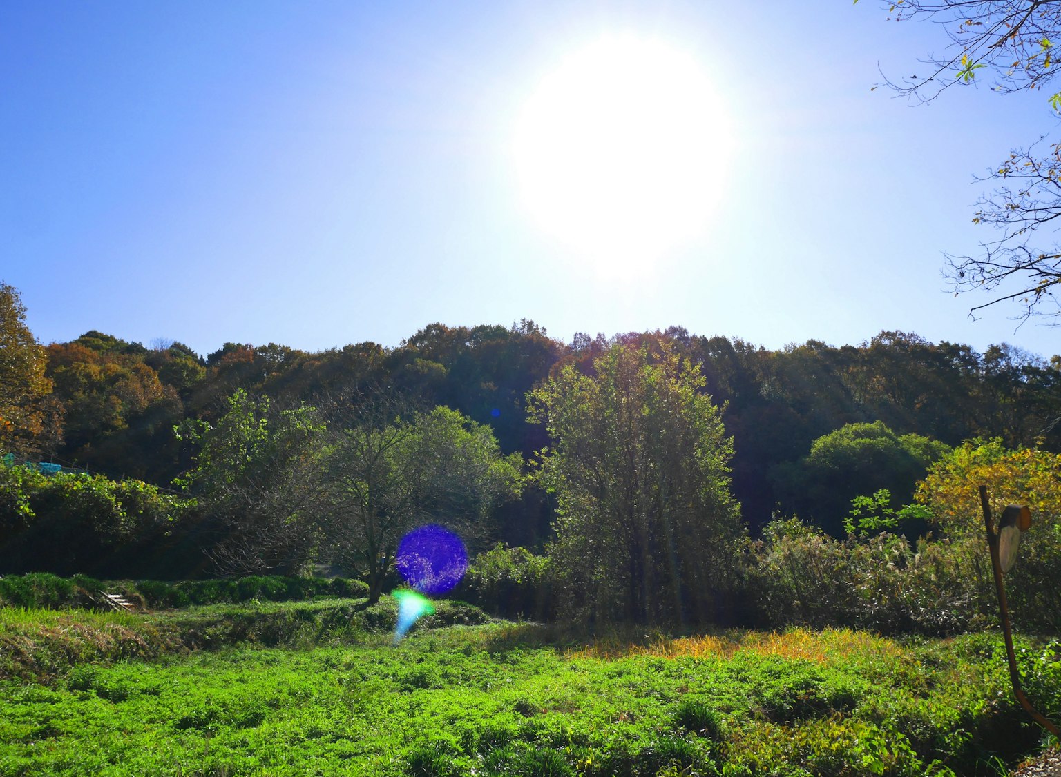 Prato verde lussureggiante con alberi sotto un cielo blu