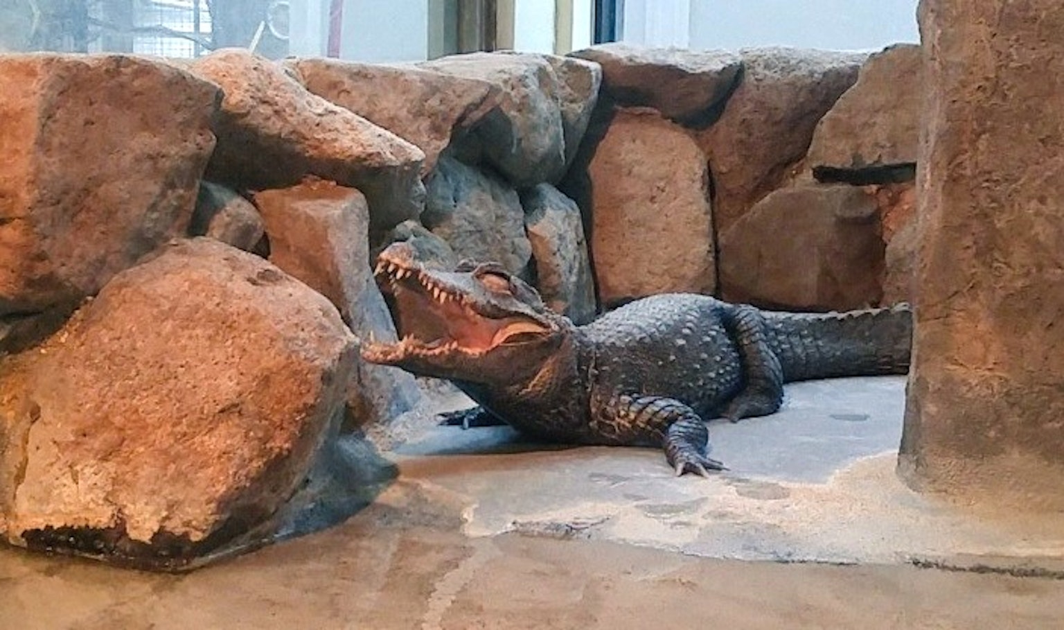 Krokodil beristirahat di antara batu-batu dengan mulut terbuka