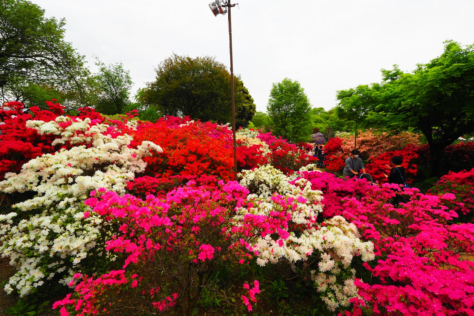 Lebendige Bougainvillea-Blüten in verschiedenen Farben blühen in einem Park