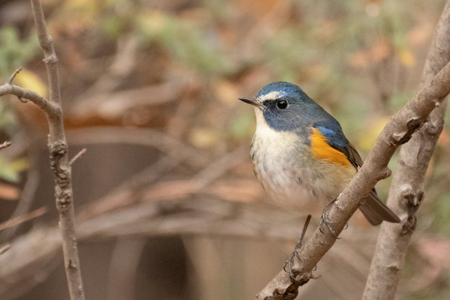 Un piccolo uccello con piume blu e pancia arancione appollaiato su un ramo