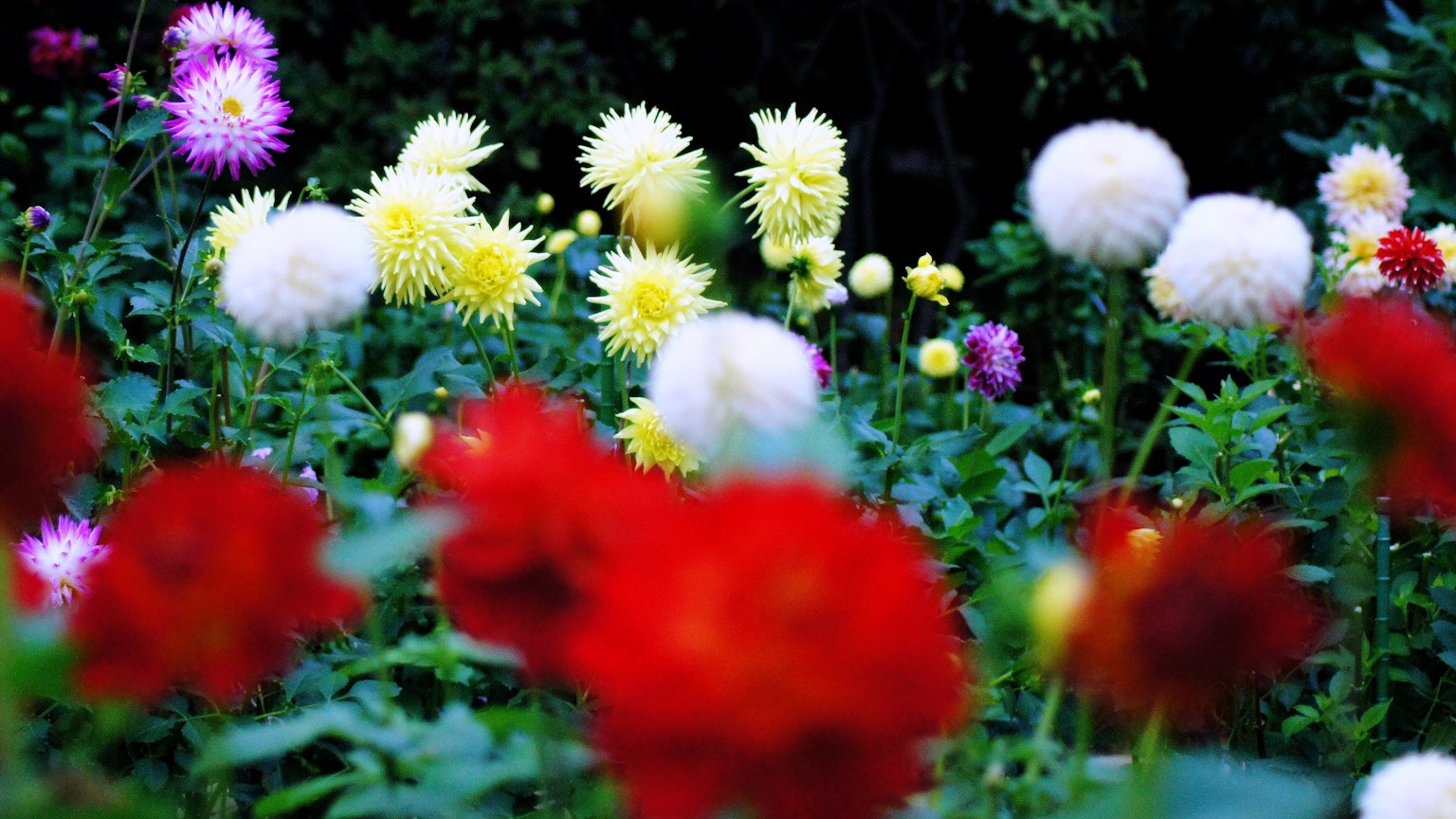 A vibrant garden scene with colorful flowers red blooms white blooms yellow blooms and purple blooms interspersed