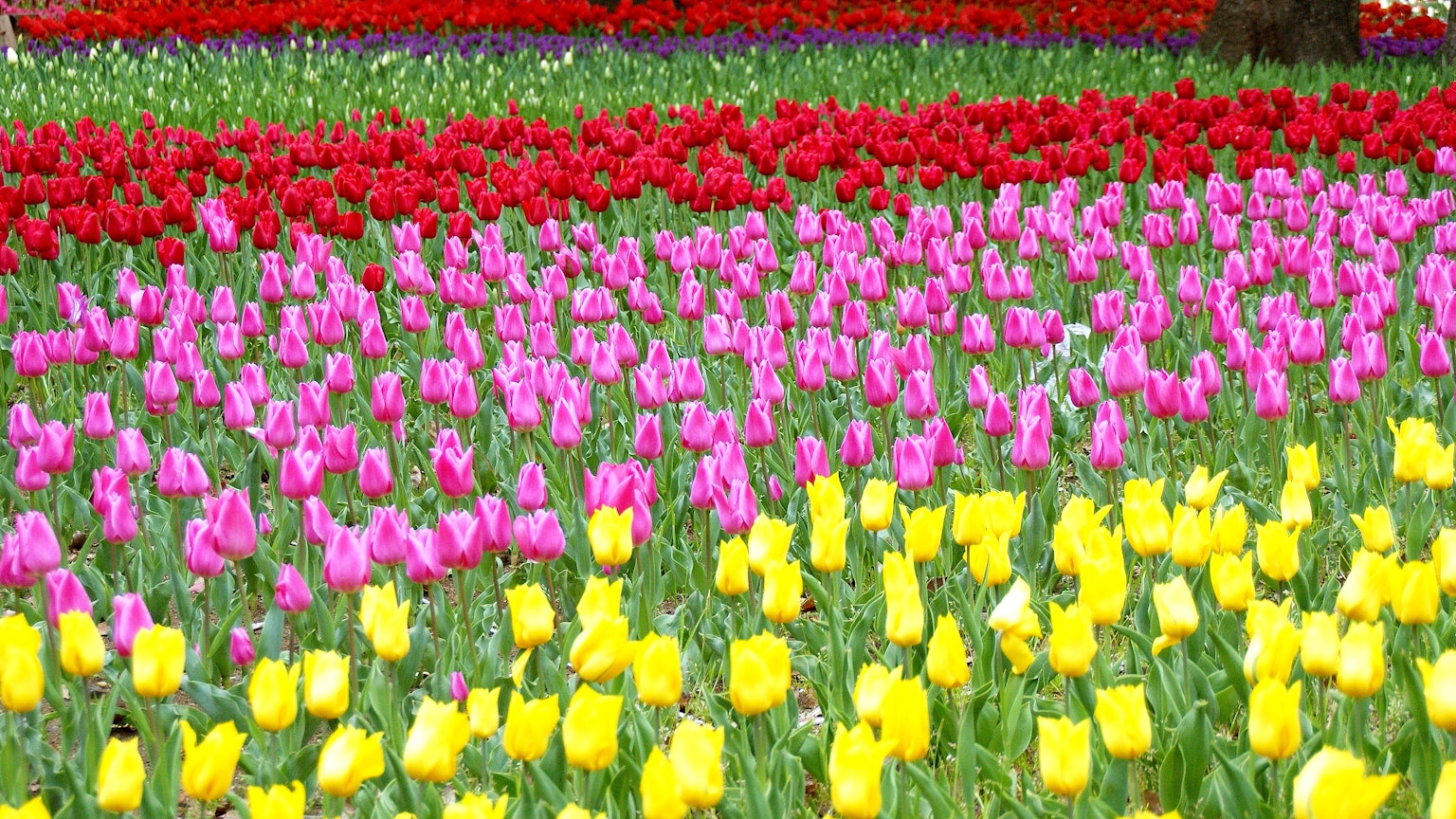 Bunter Tulpenfeld mit Reihen von roten rosa und gelben Blumen