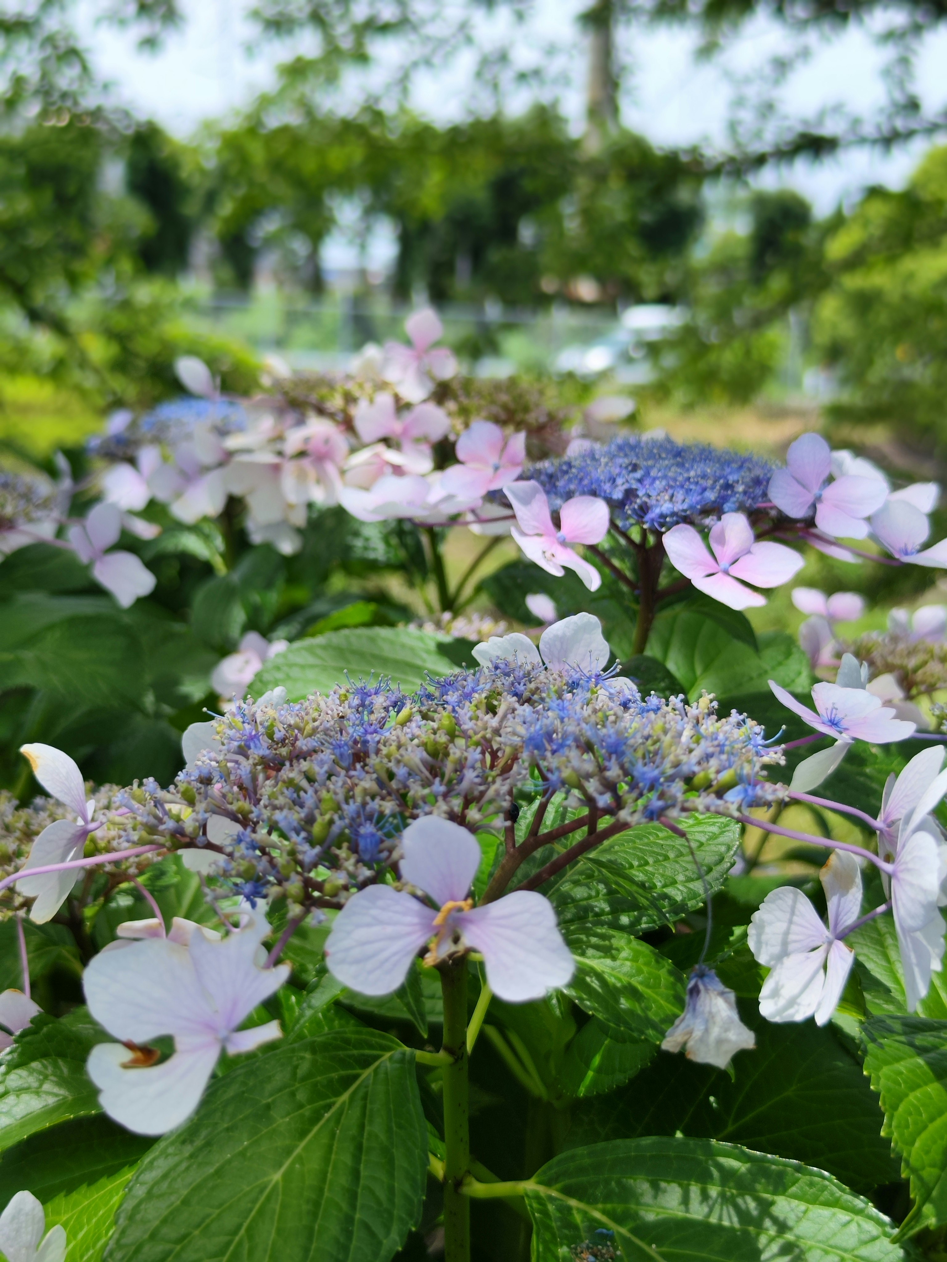 紫と白のアジサイが咲く庭の花畑