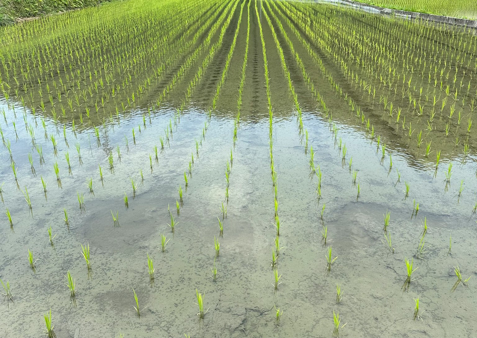 Rangées de jeunes plants de riz dans un champ inondé avec des reflets