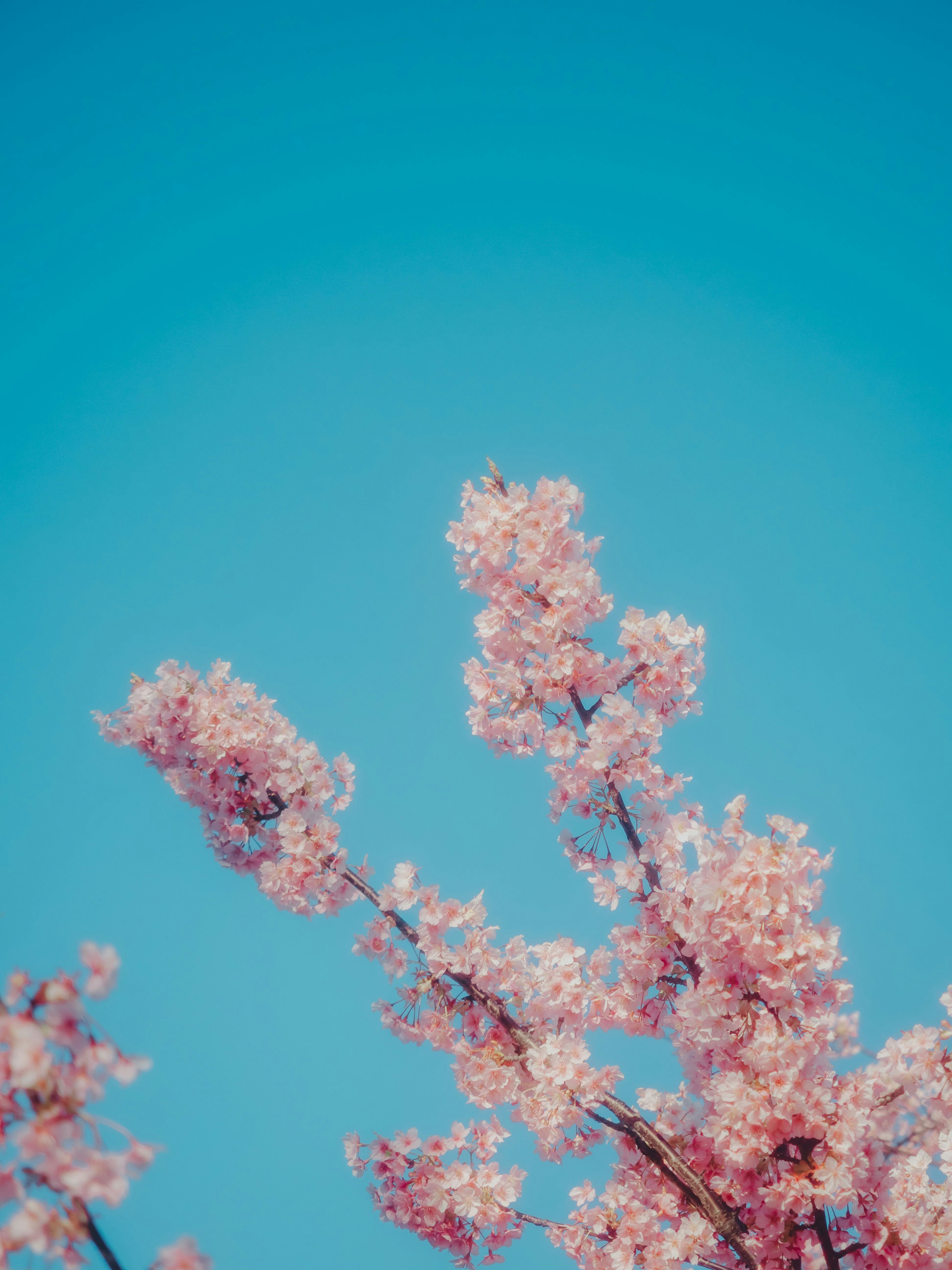 青空に映える桜の花の枝