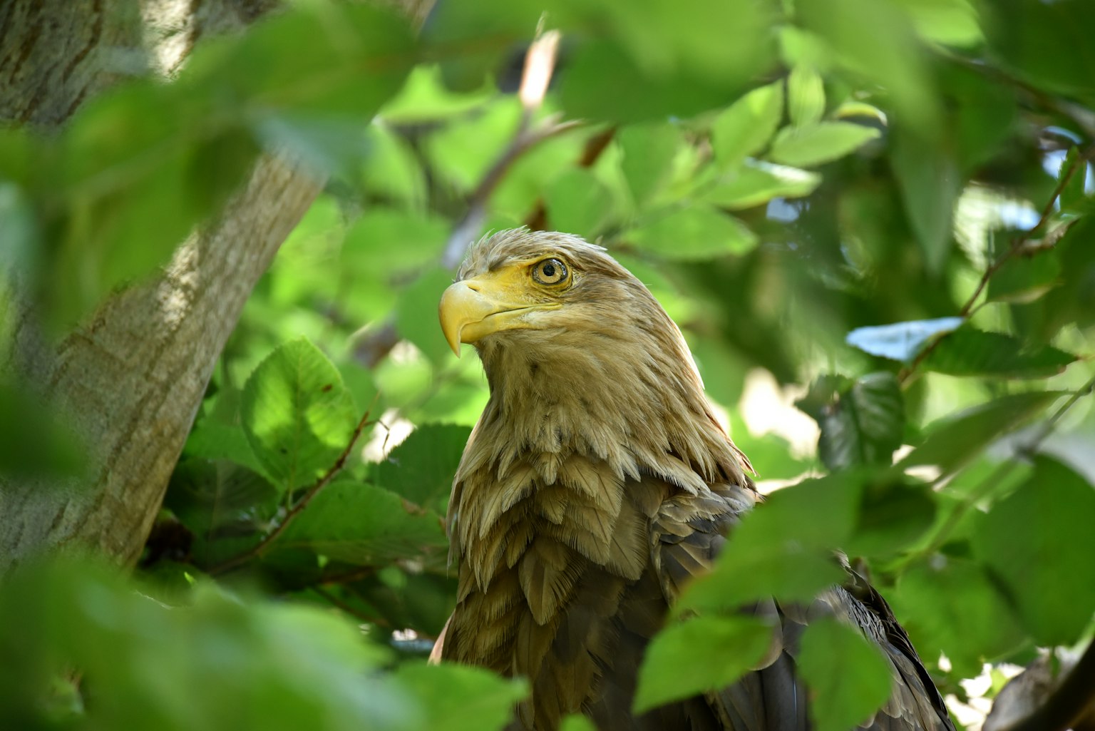 Cara de un águila visible entre las hojas con un pico amarillo distintivo y plumas