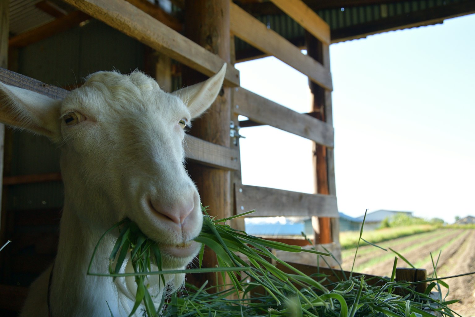 Close-up seekor kambing putih sedang makan rumput
