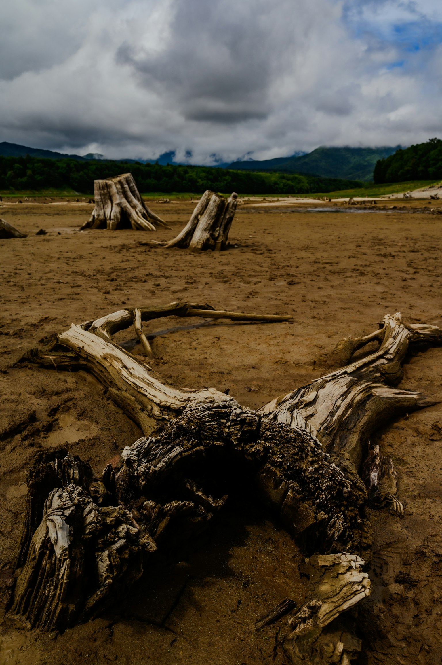 Dried land with fallen tree trunks and mountains in the background