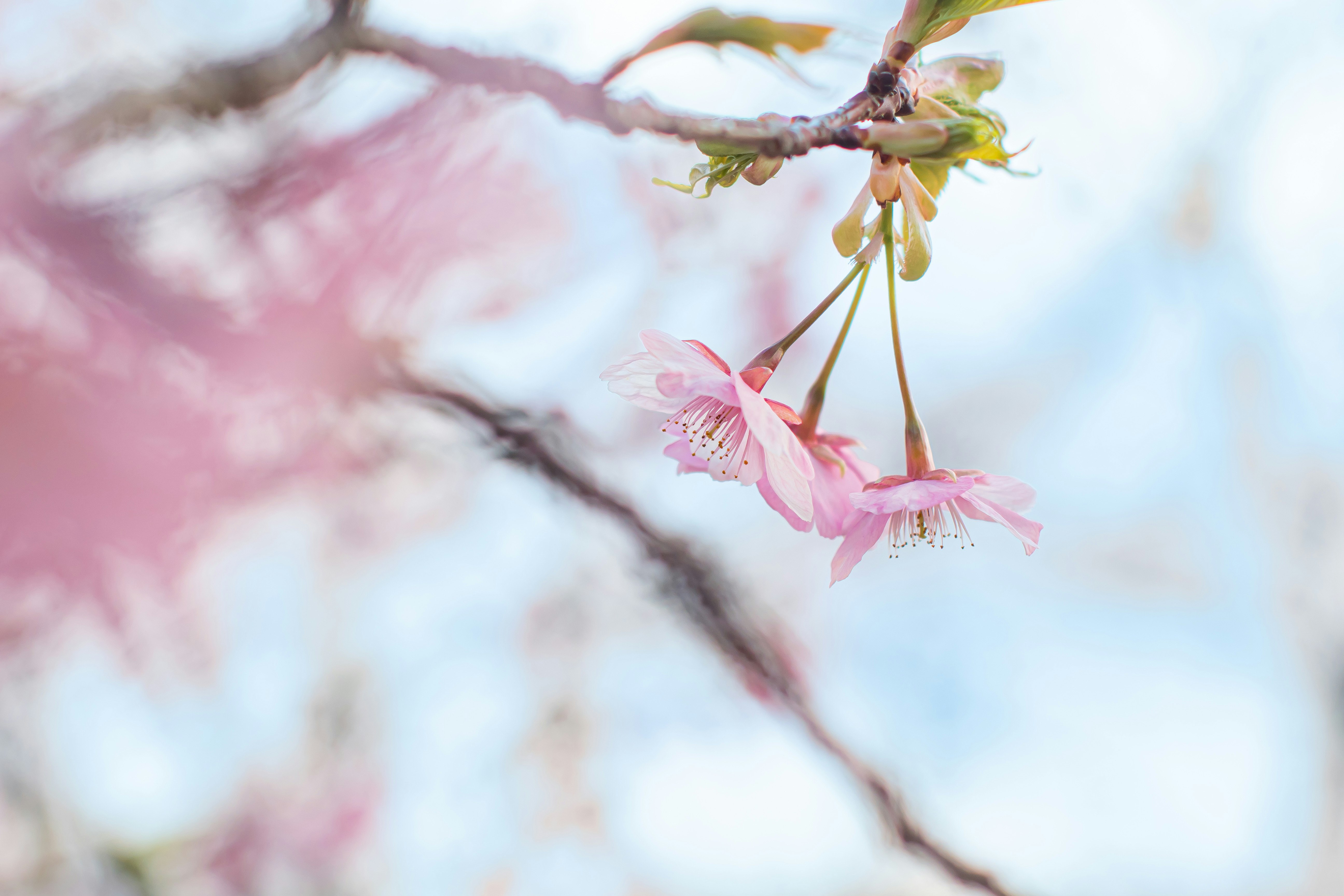 淡い空の下で河津桜の枝に咲く桜の花