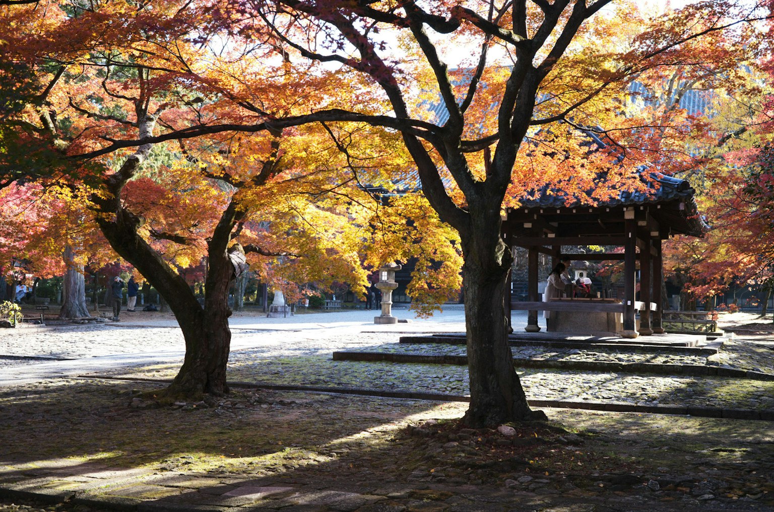Vue pittoresque de feuillage d'automne avec des arbres colorés et la lumière du soleil filtrant