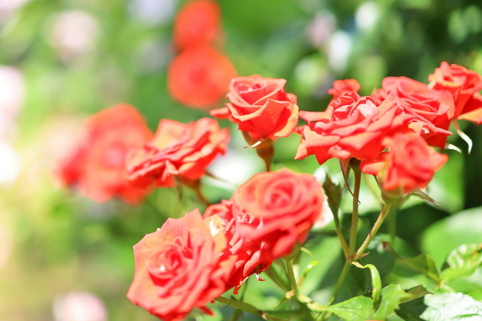 Un affichage vibrant de roses rouges dans un jardin