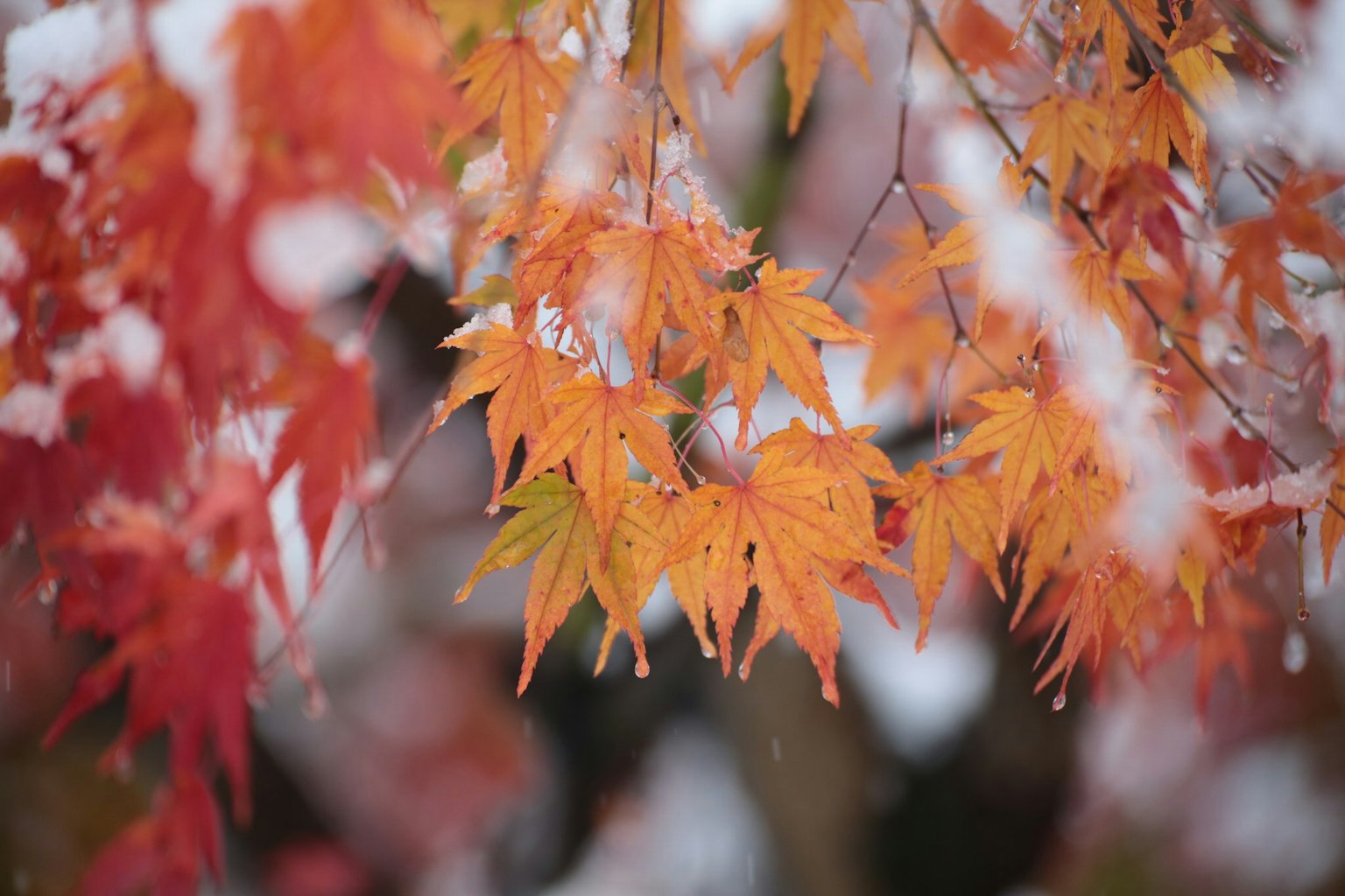 Feuilles d'érable orange et rouge vibrantes recouvertes de neige