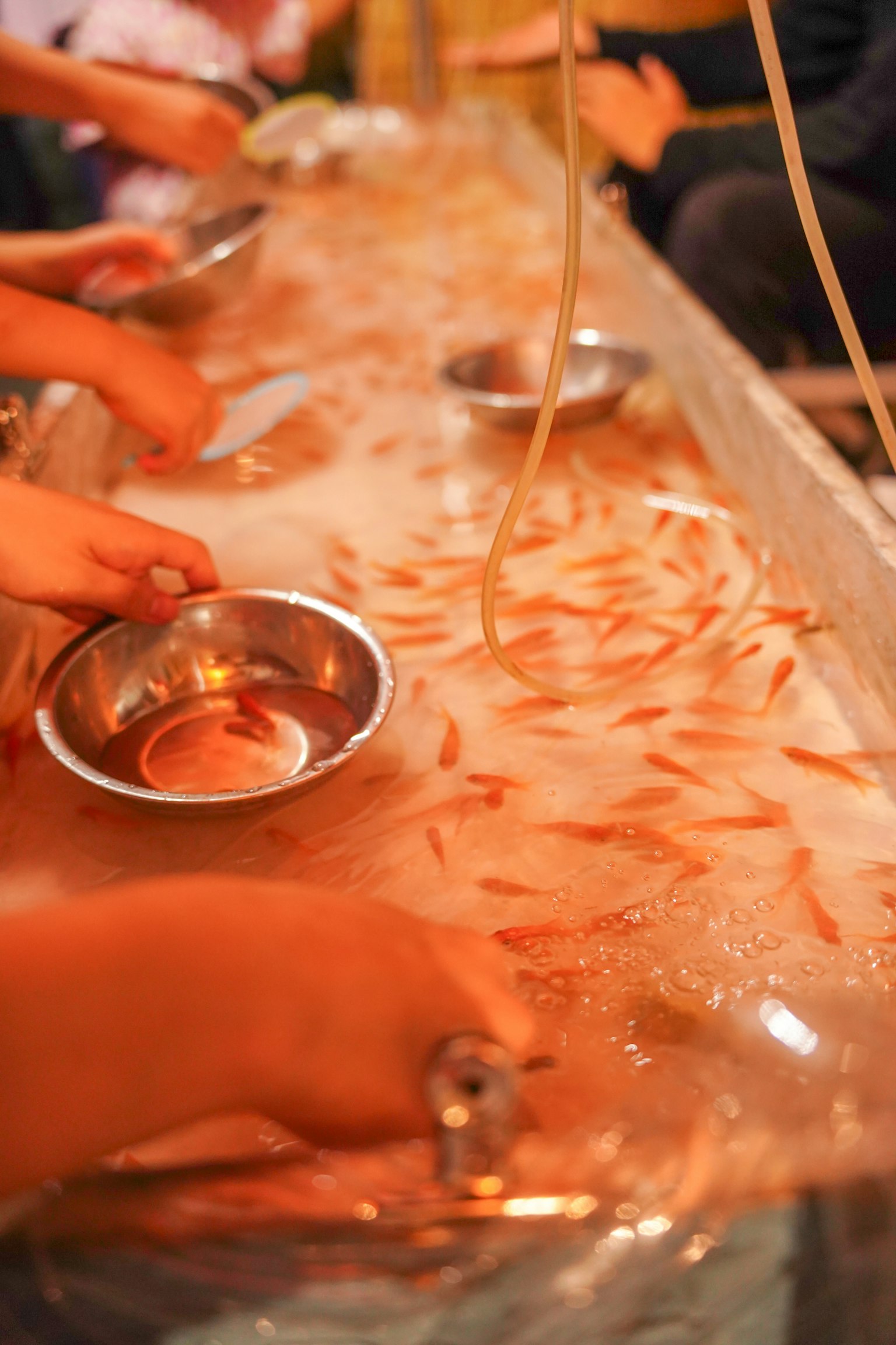 Hände von Kindern, die Goldfische in einem Wassertank fangen