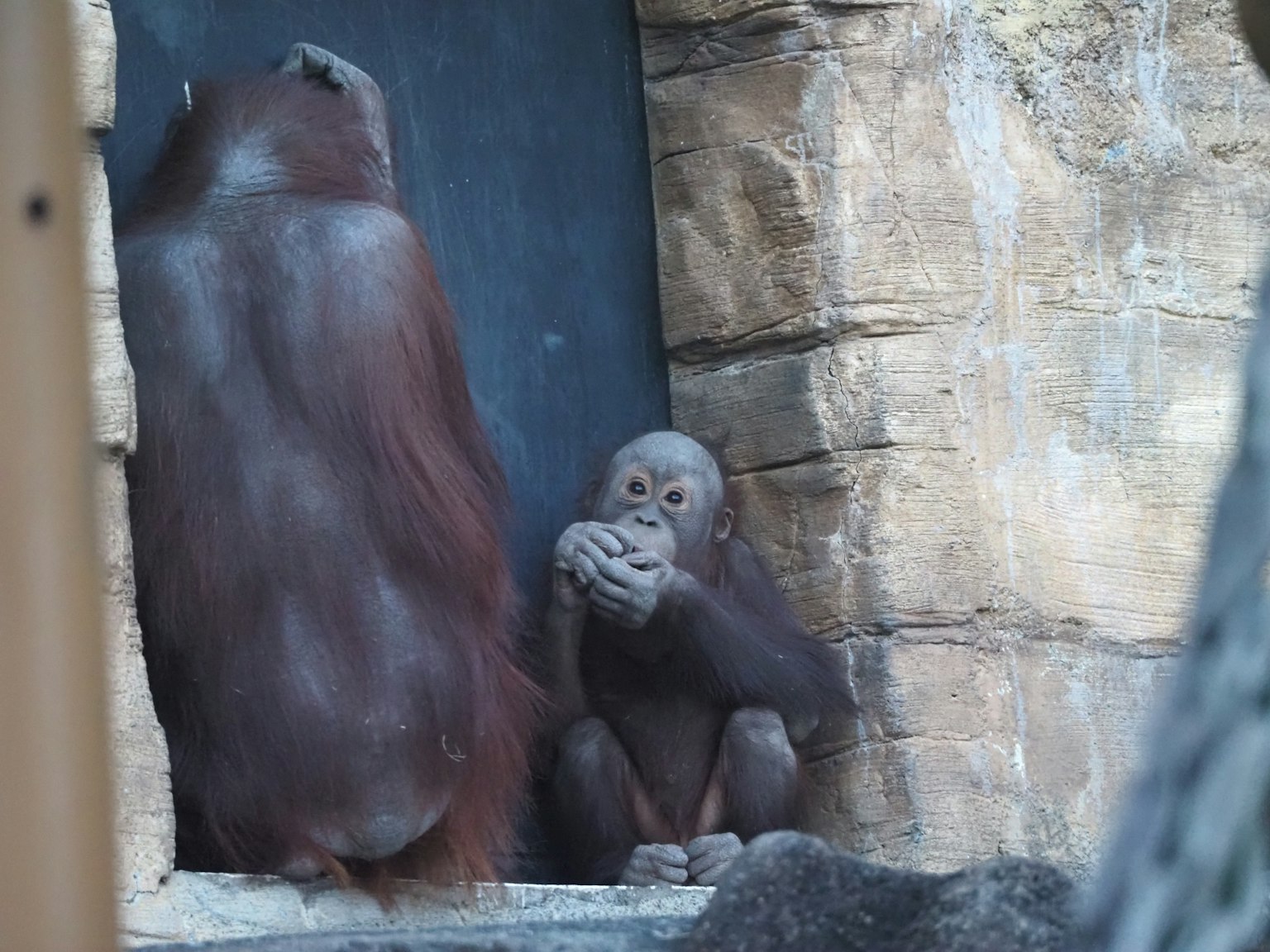 Adegan yang menampilkan induk dan bayi orangutan di kebun binatang