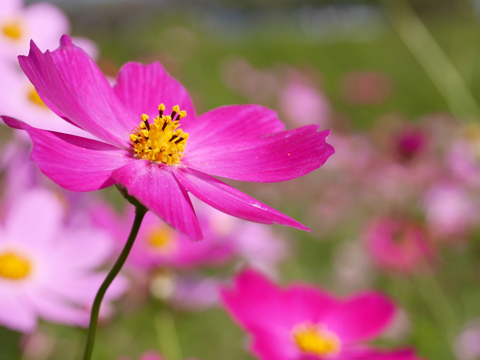 Eine lebendige rosa Blume im Fokus mit einem verschwommenen Hintergrund aus verschiedenen Blumen