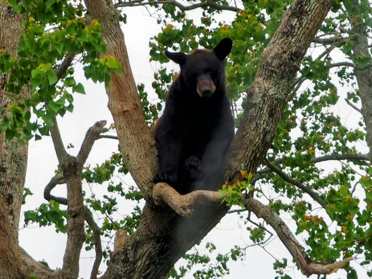 Black bear sitting on a tree branch