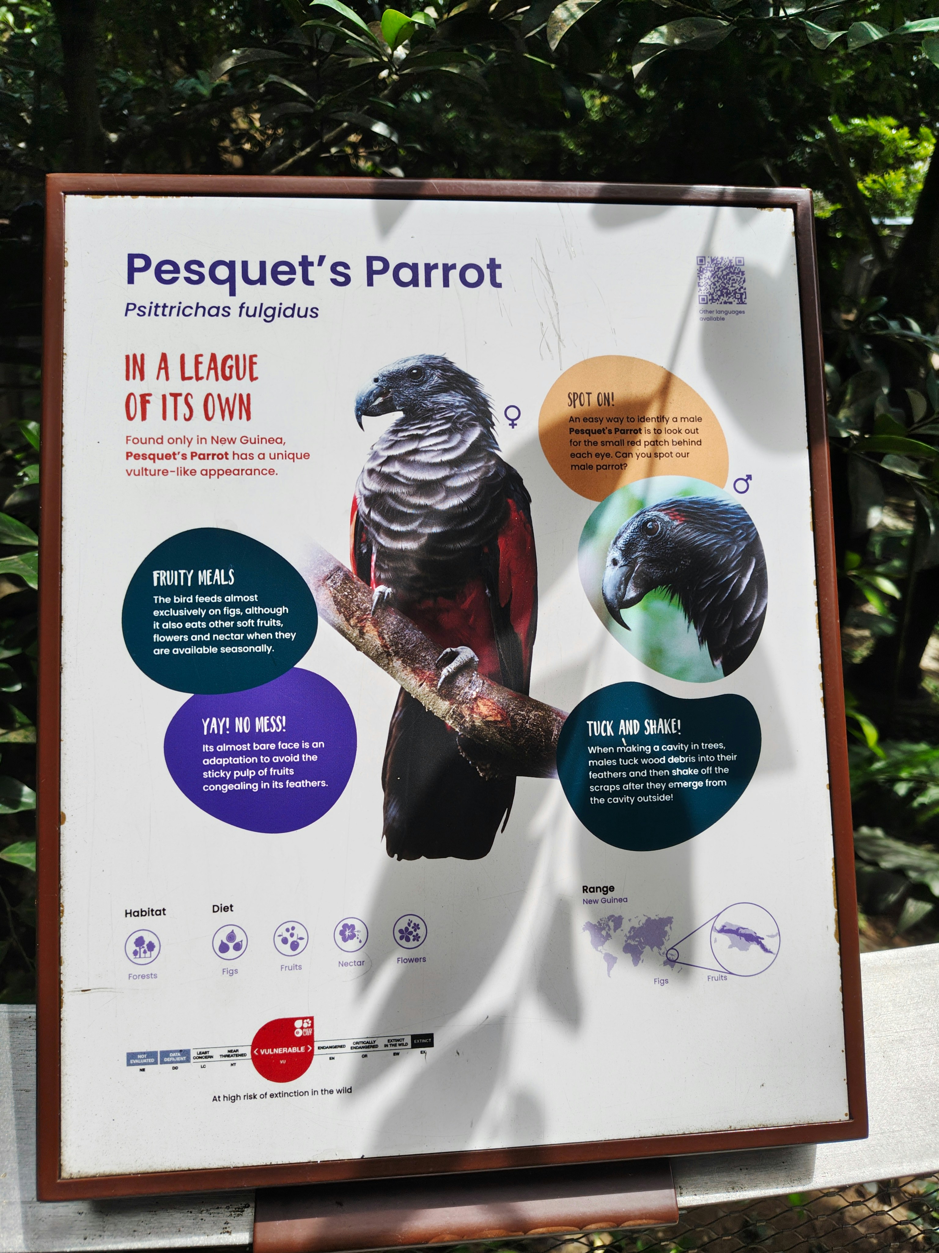 鳥の楽園の「Pesquet’s Parrot」解説パネル