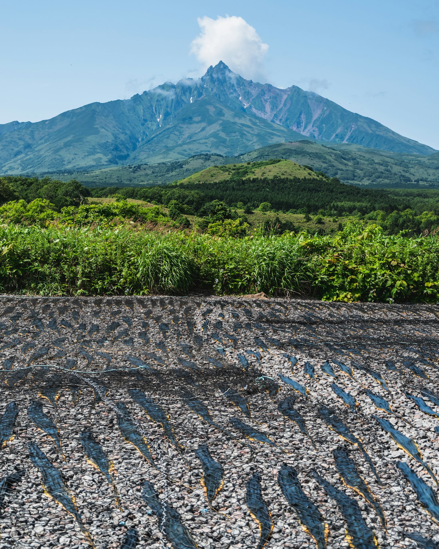 Terreno coltivato con sfondo montano e vegetazione