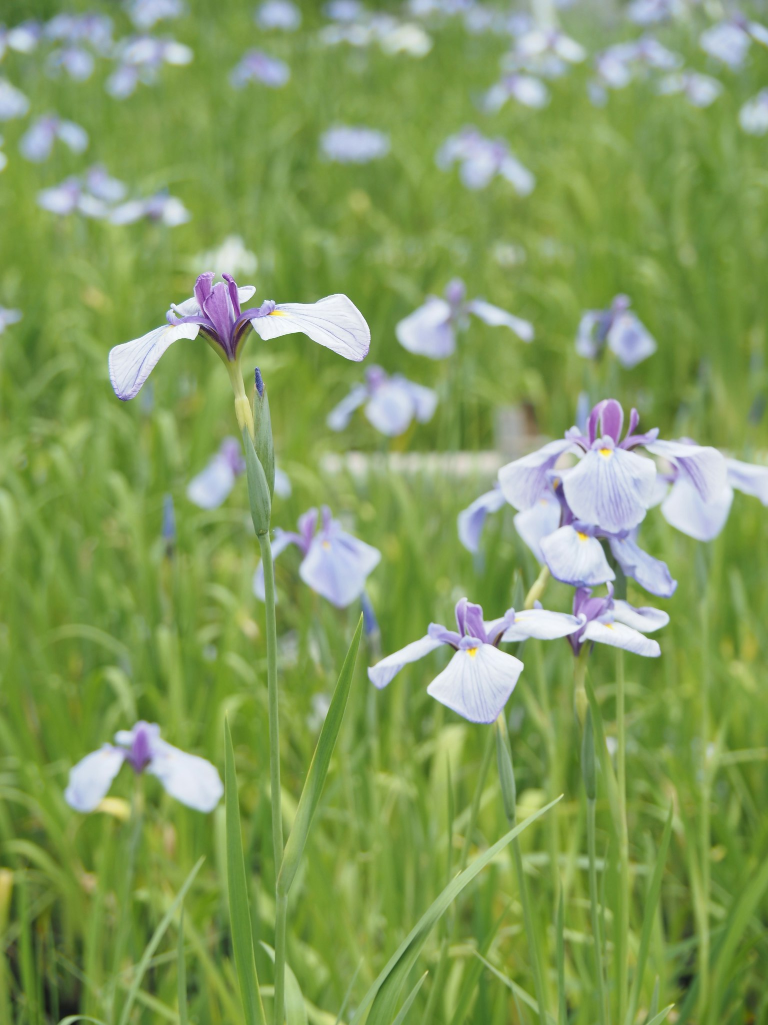 Field of light purple flowers with green grass