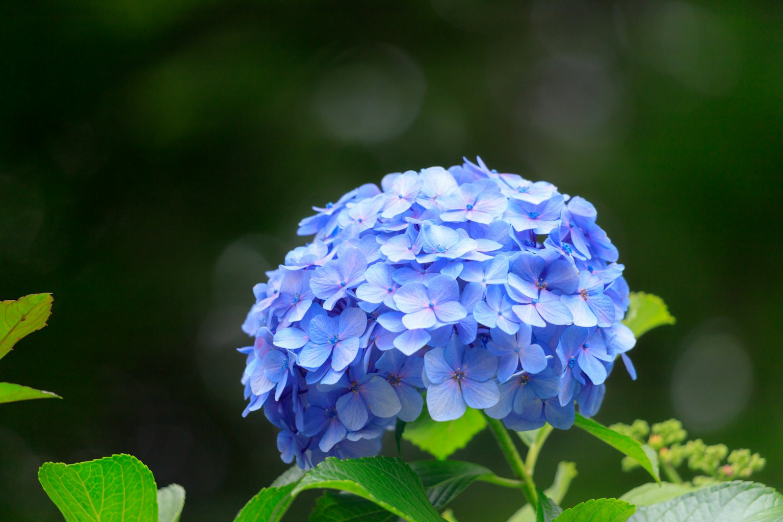 Blaue Hortensie blüht zwischen grünen Blättern