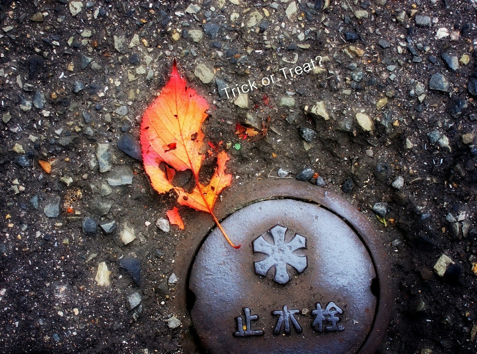 一片鲜红的叶子旁边是一块铺装表面的金属井盖