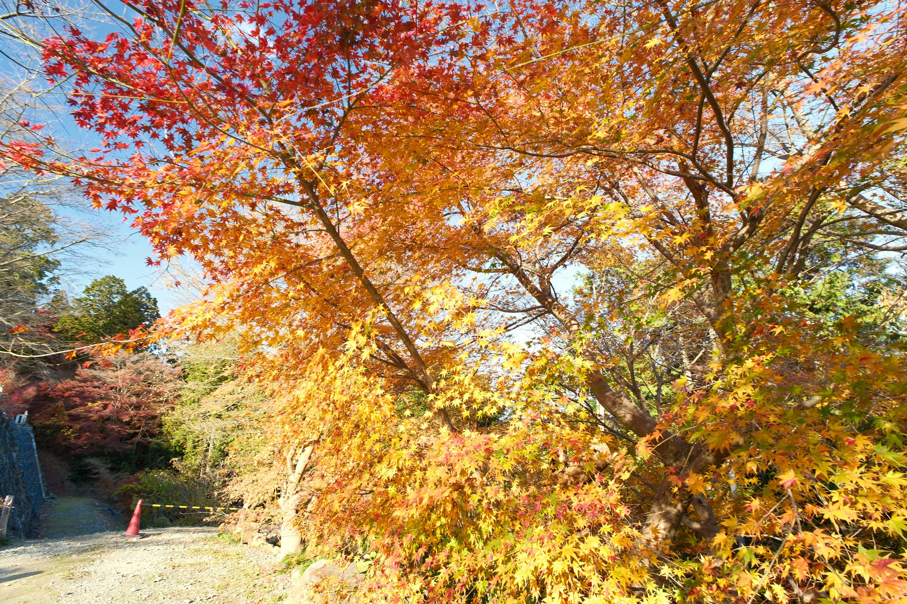 色づく紅葉の並木と小川の流れ