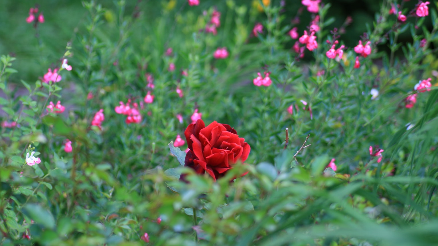Una rosa roja rodeada de hojas verdes y flores rosas