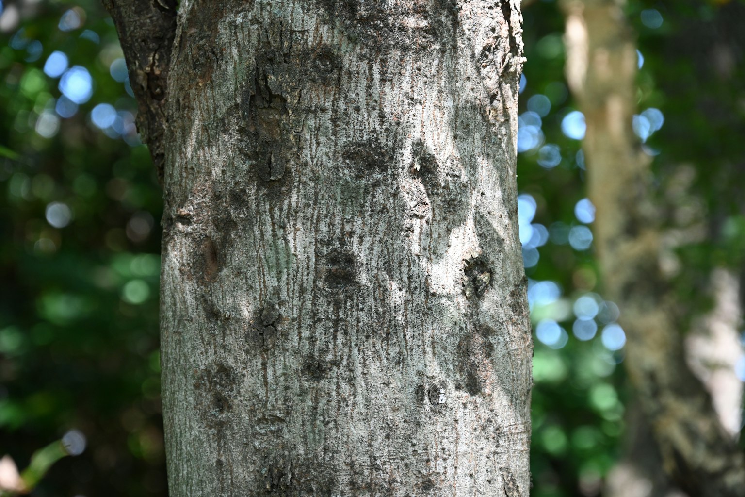 Texture détaillée d'un tronc d'arbre avec un fond vert flou