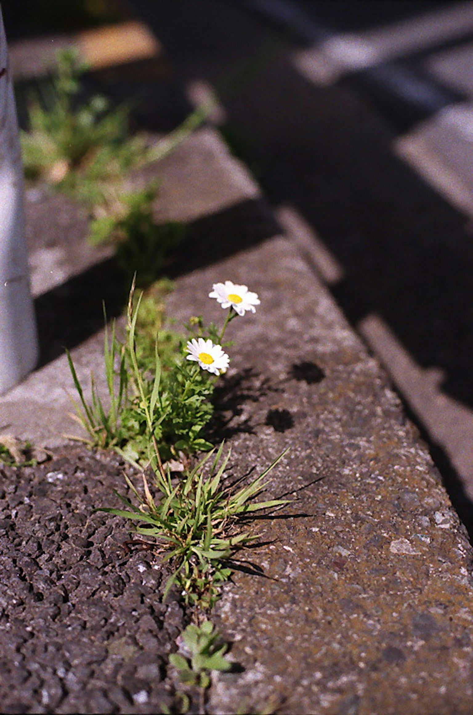 從混凝土邊緣生長的白花和綠草