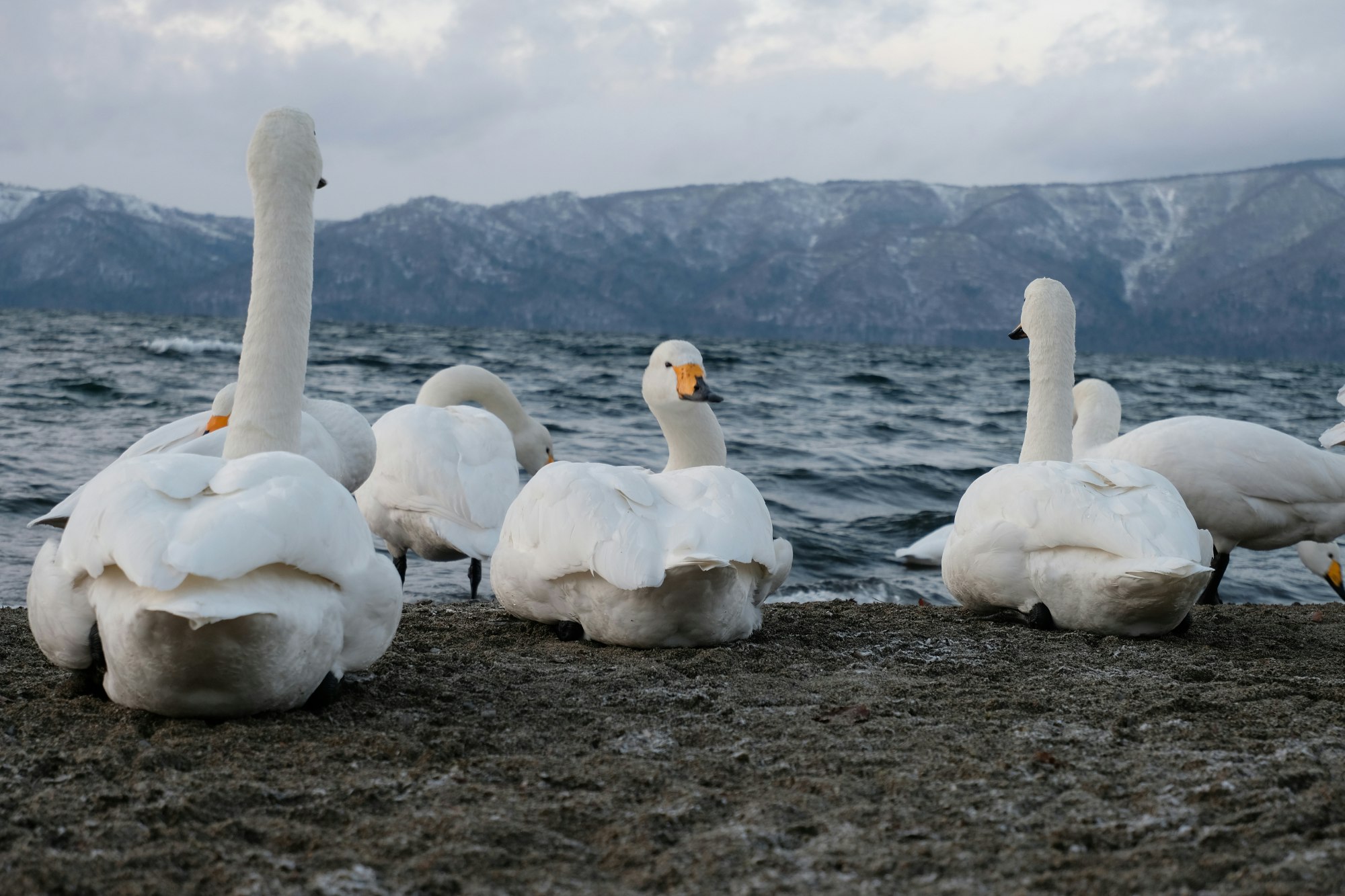 オオハクチョウが湖畔でくつろぐ冬の情景