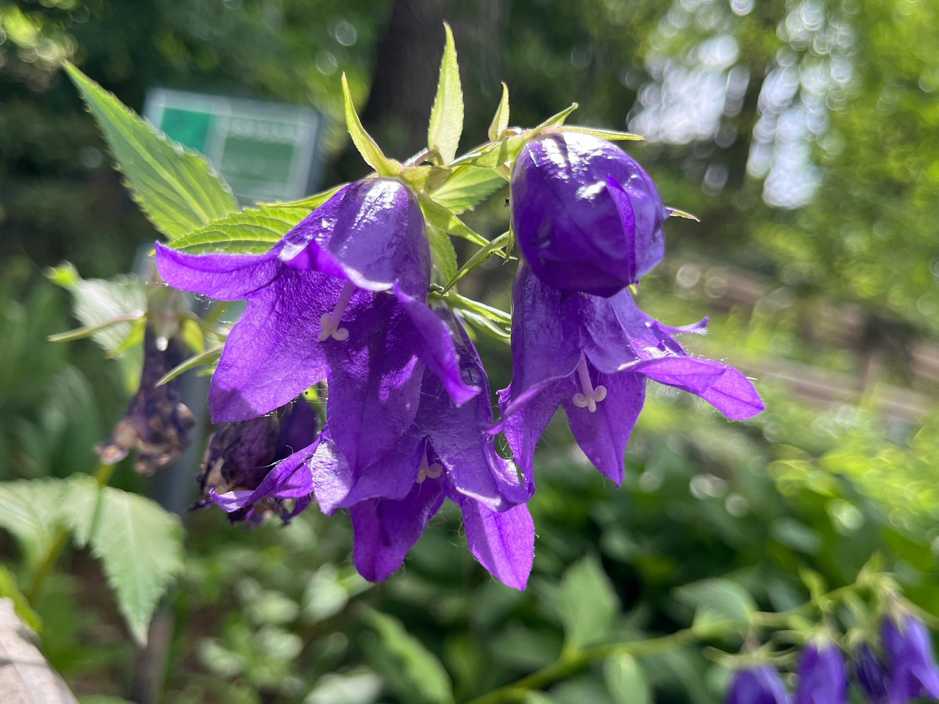 花園裡紫色鐘形花的特寫