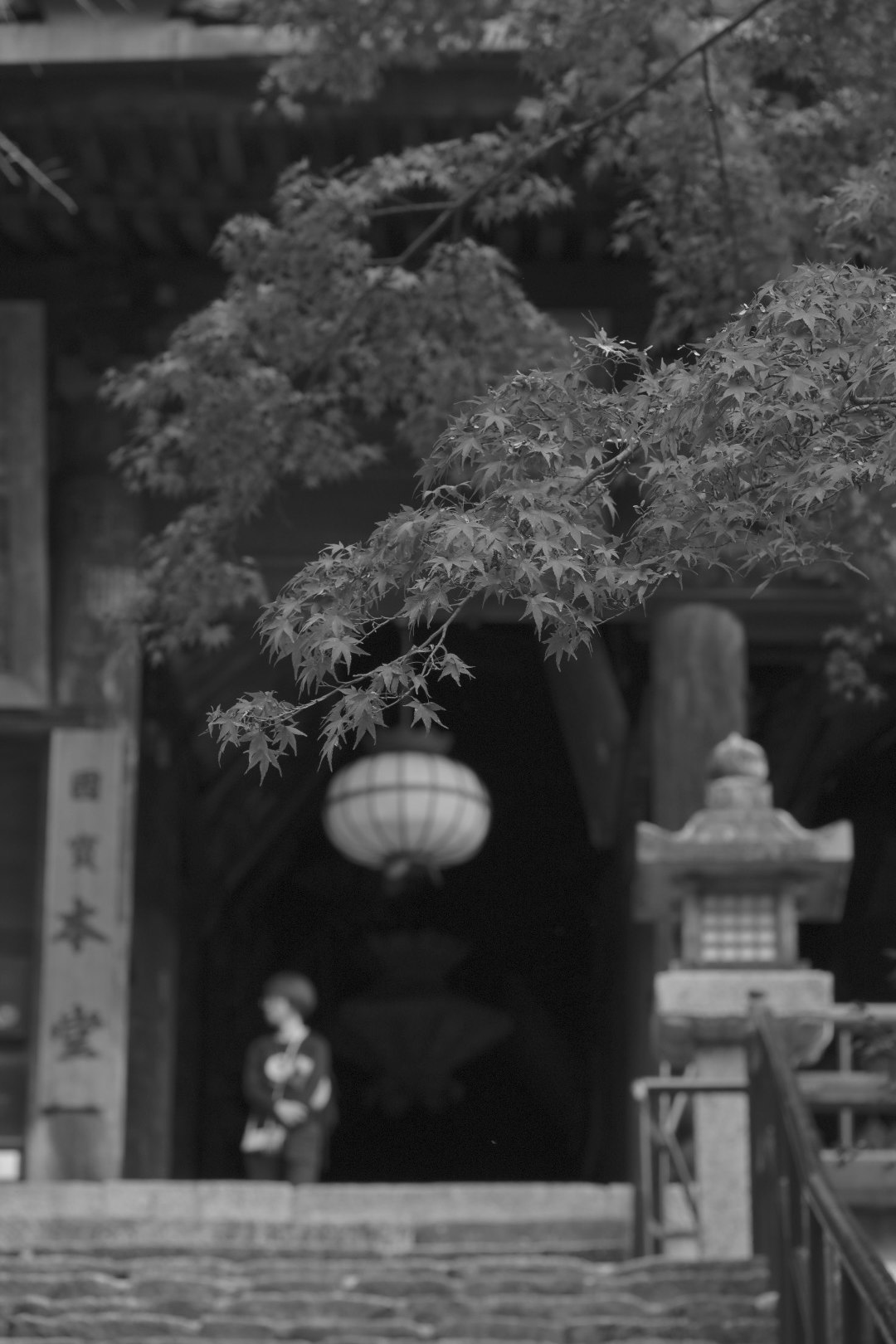 長谷寺の境内で揺れる枝垂れの花と提灯のある風景