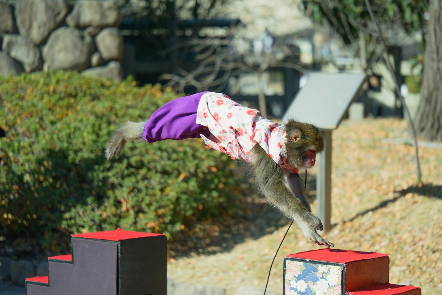 A monkey in a kimono jumping over red and black steps
