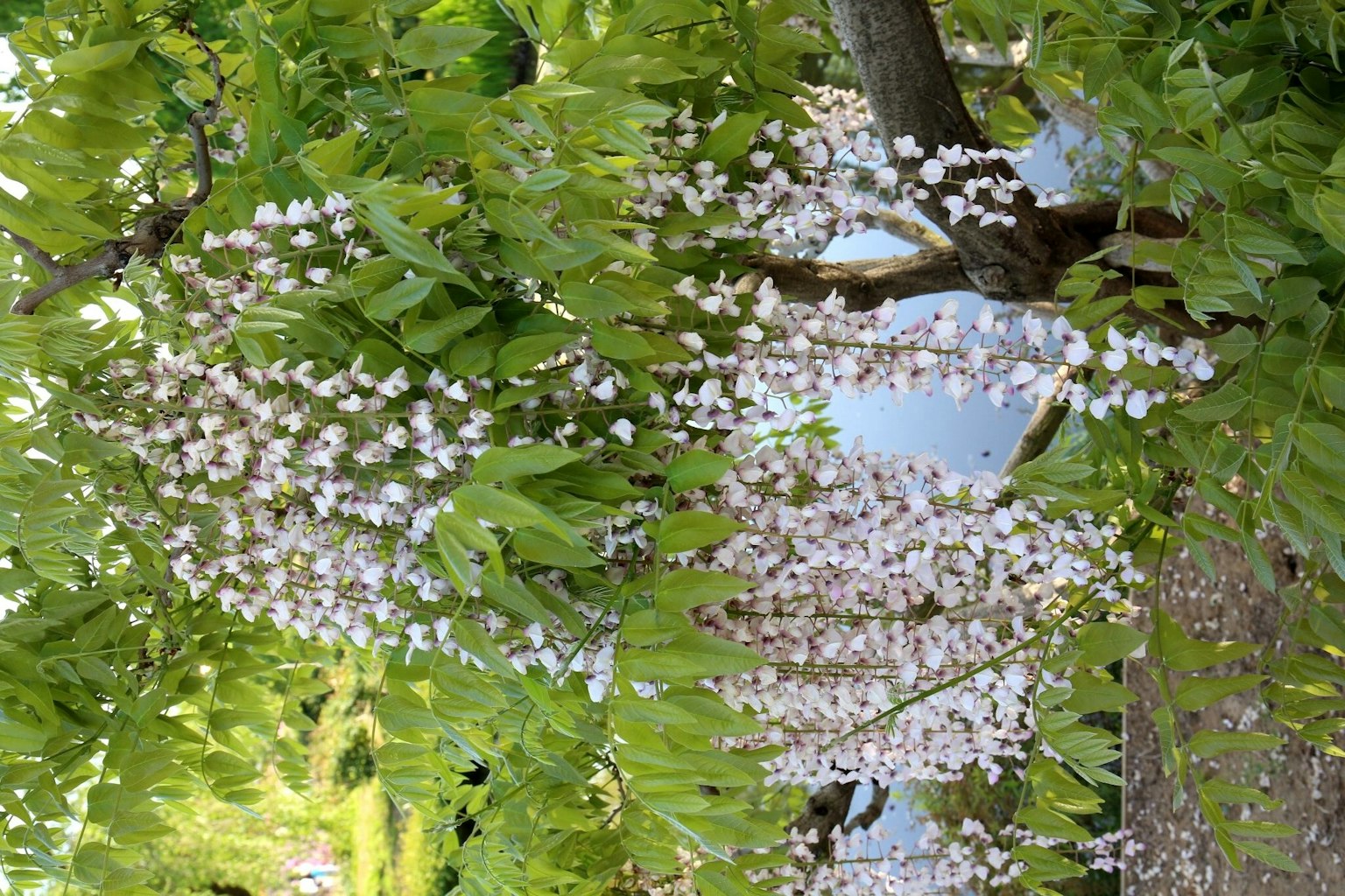 Un hermoso cerezo con racimos de flores blancas colgando entre hojas verdes