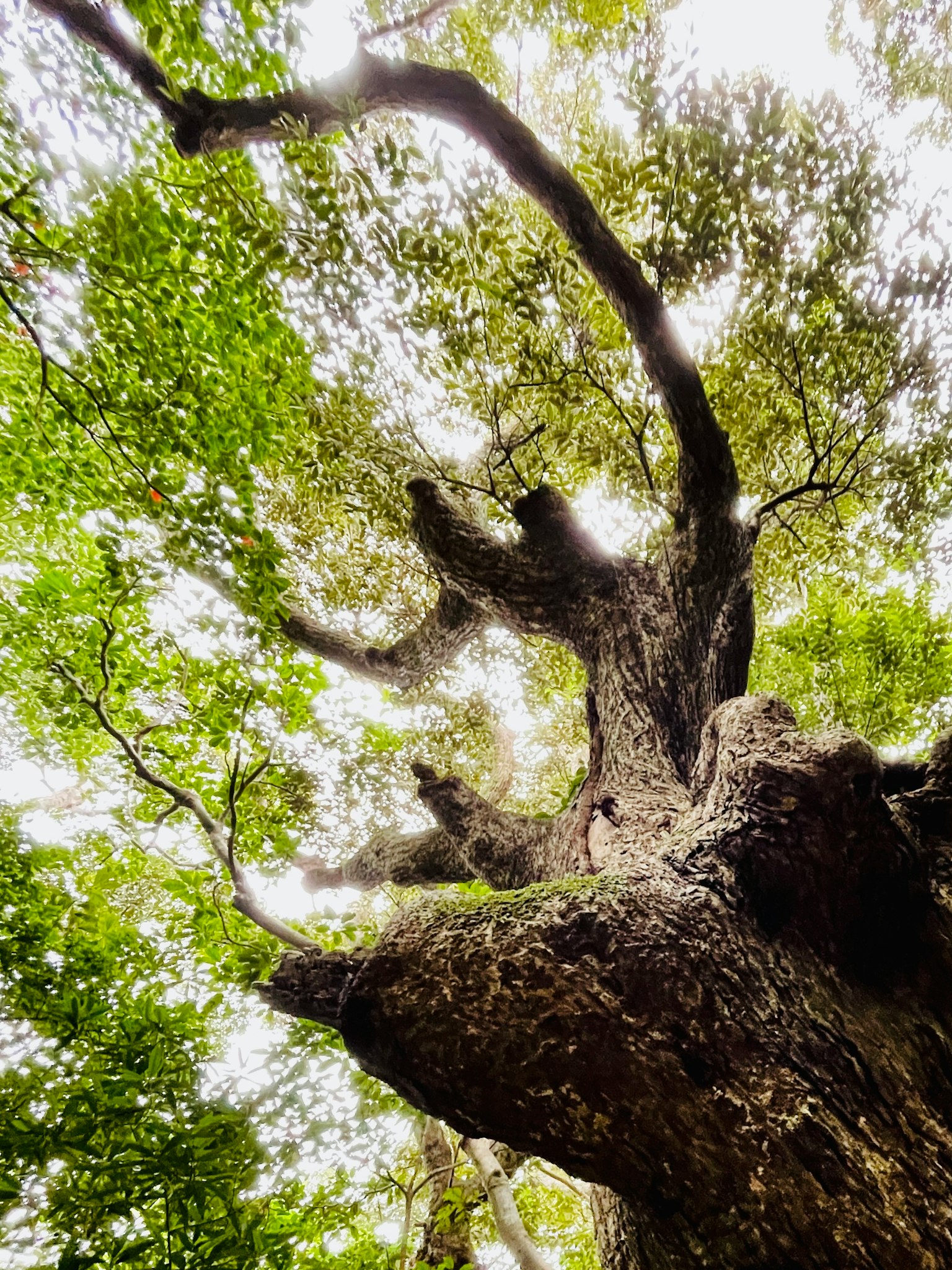 Photo d'un grand tronc d'arbre et de branches vus d'en bas feuillage vert luxuriant autour