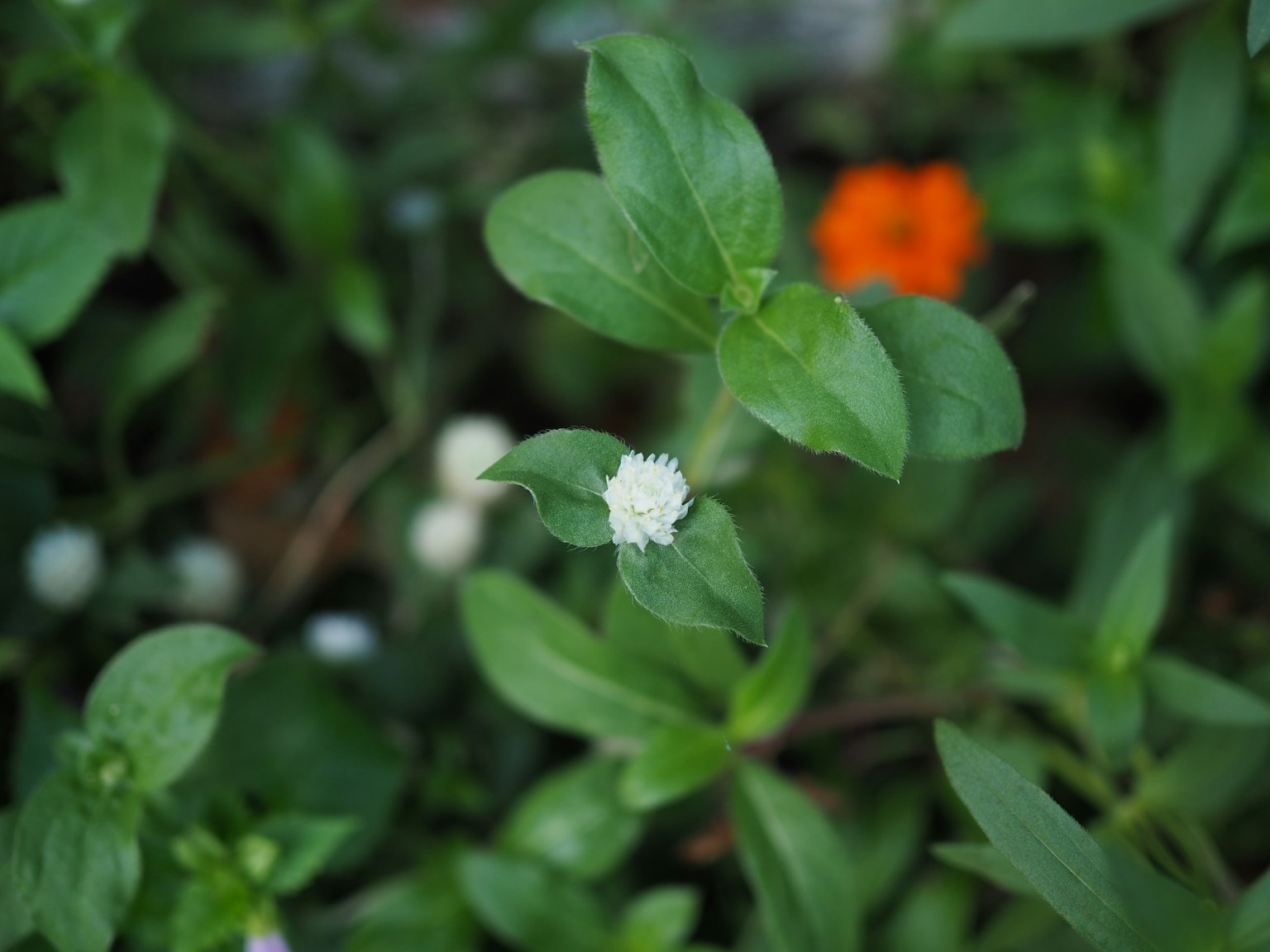Weiße Blume zwischen grünen Blättern mit einer orangefarbenen Blume im Hintergrund