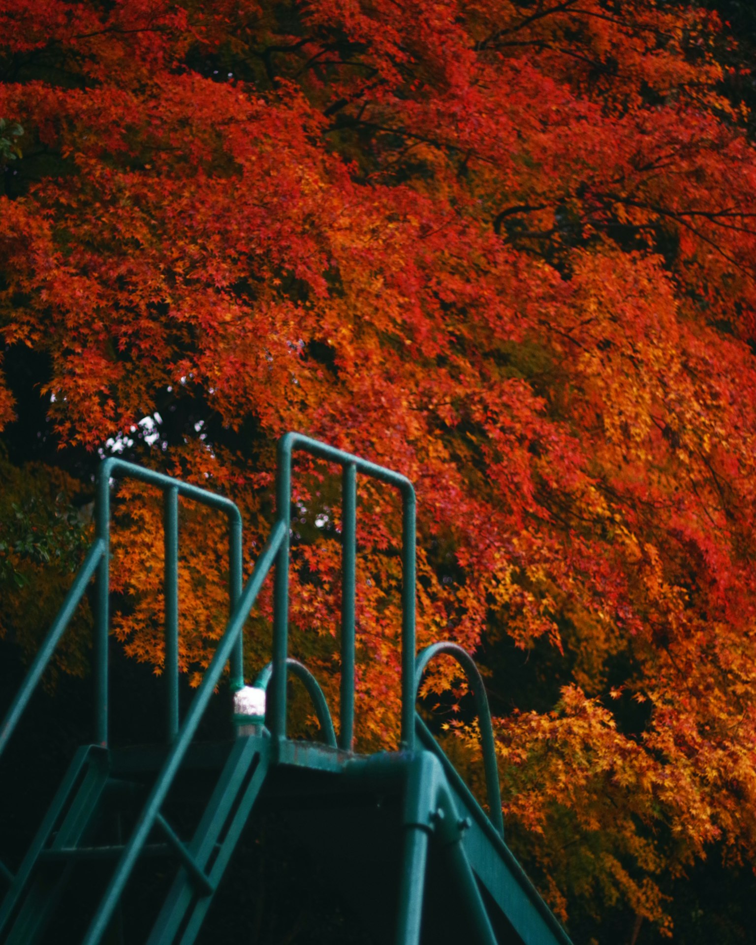 滑梯與背景中鮮豔的紅色秋葉