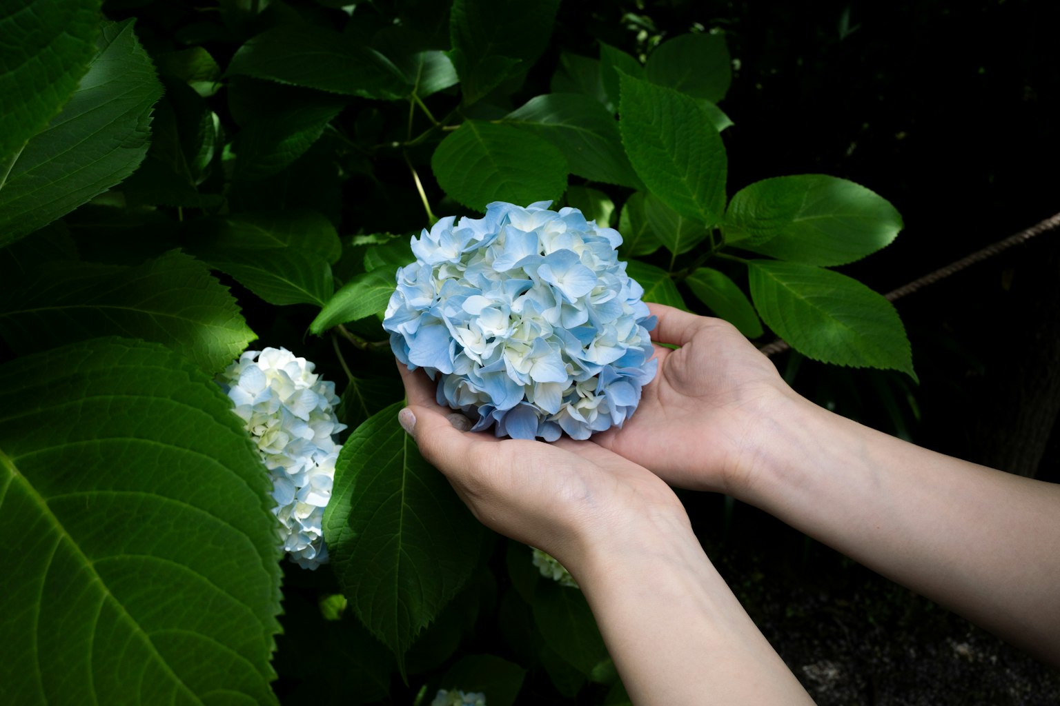 A person holding a blue hydrangea flower with both hands surrounded by green leaves