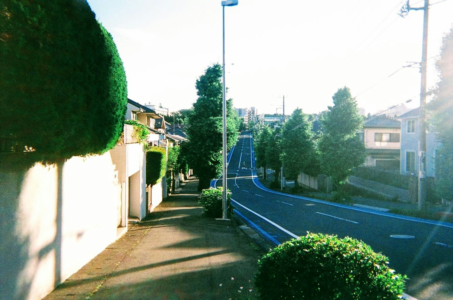 Scène de rue résidentielle tranquille arbres verts et route pavée lumière douce du soir