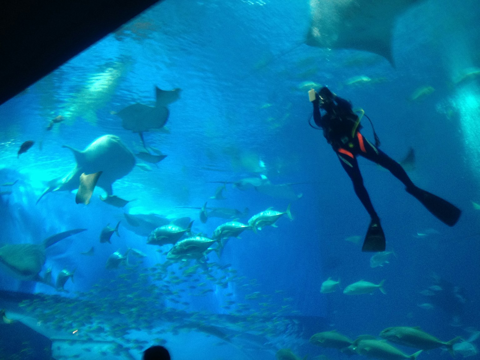 Diver swimming in blue water surrounded by various fish
