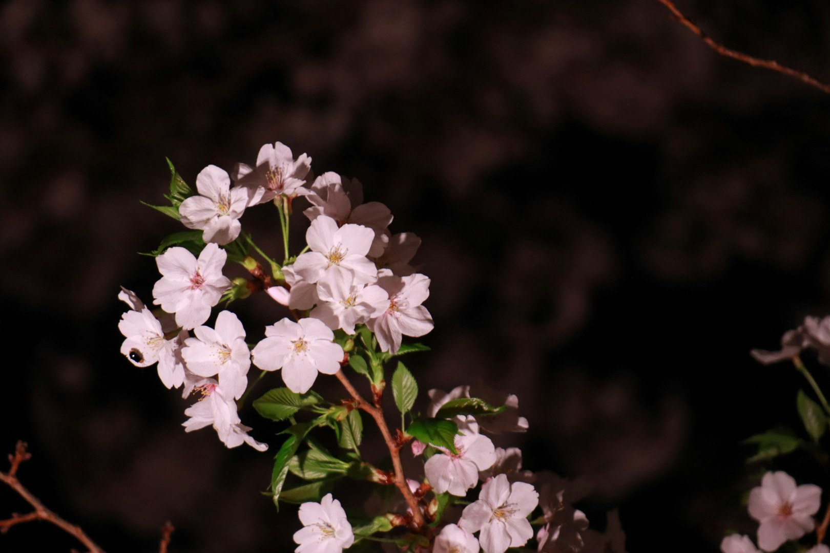 close-up of cherry blossoms on a branch