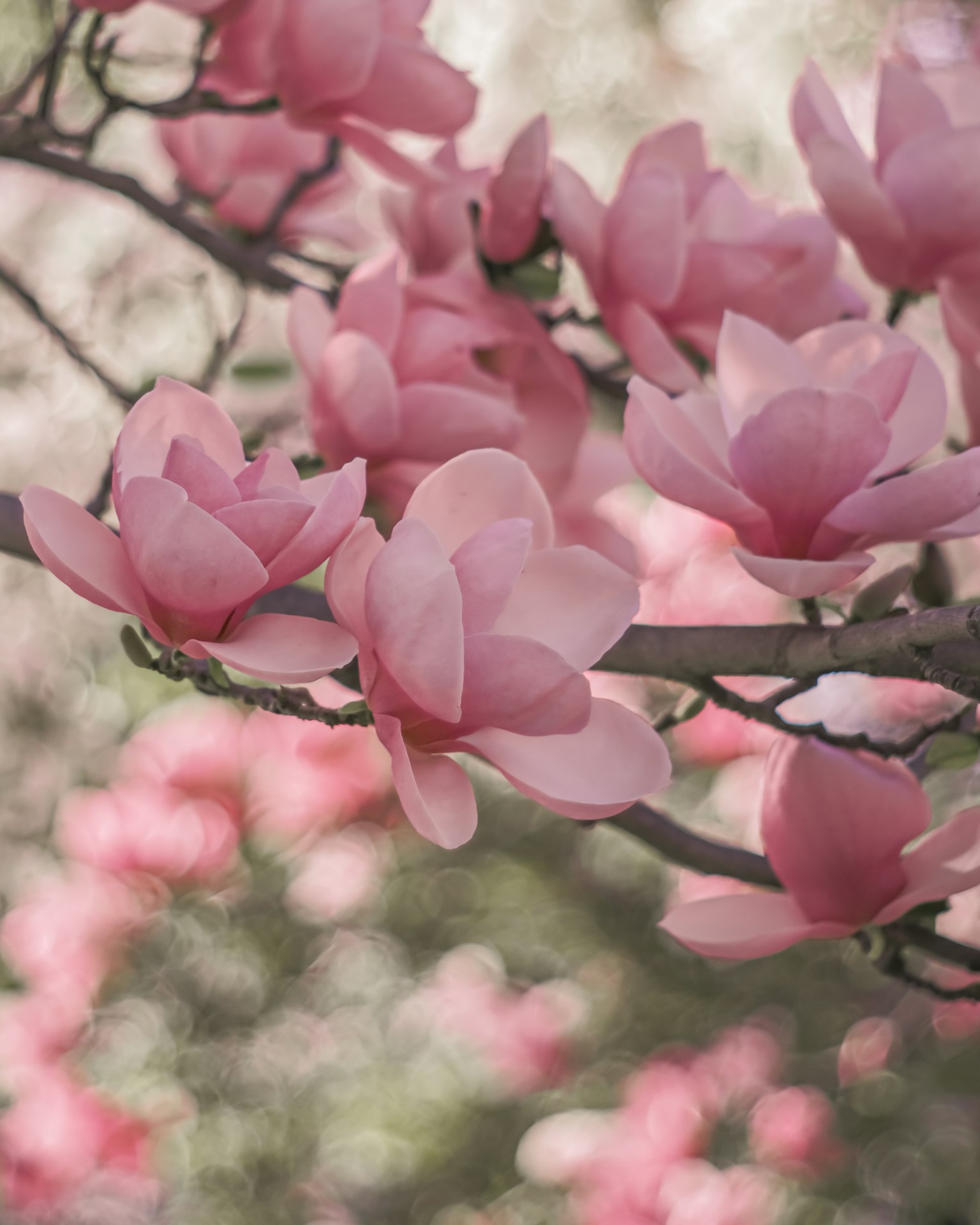 กิ่งดอกแมกโนเลียสีชมพูที่บานในฤดูใบไม้ผลิ